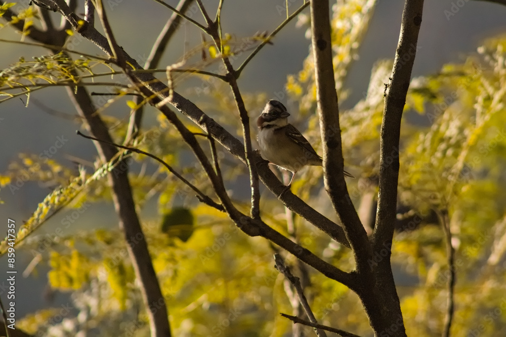 Hornero resting on a tree branch in San Martin Plaza Hornero resting on a tree branch in San Martin Plaza