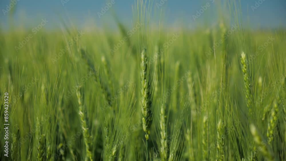 ukraine. field of green wheat ears in the wind under a blue clear summer sky. agriculture. fertile soil ukraine. field of green wheat ears in the wind under a blue clear summer sky. agriculture. fertile soil