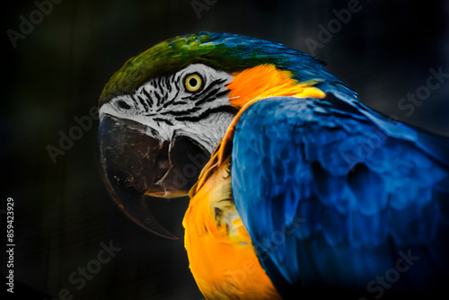 Blue Parrot