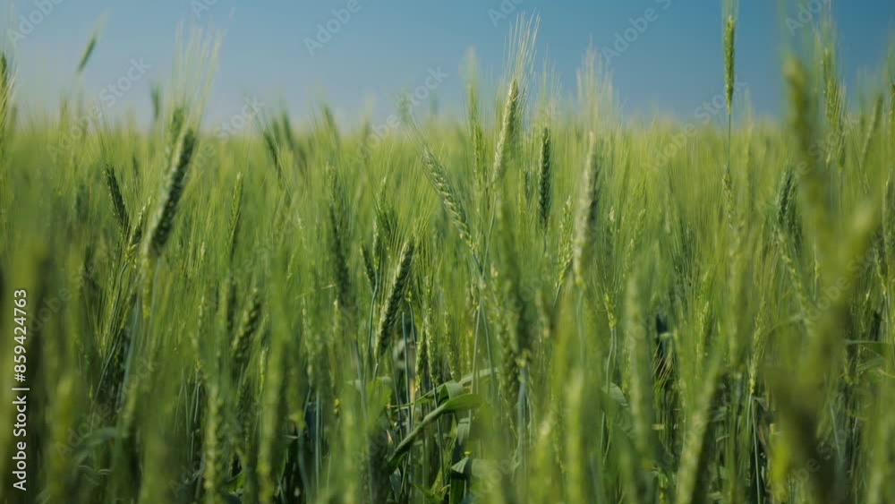 ukraine. field of green wheat ears in the wind under a blue clear summer sky. agriculture. fertile soil ukraine. field of green wheat ears in the wind under a blue clear summer sky. agriculture. fertile soil