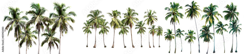 Collection of large tropics palm trees shapes isolated on transparent or white background Collection of large tropics palm trees shapes isolated on transparent or white background