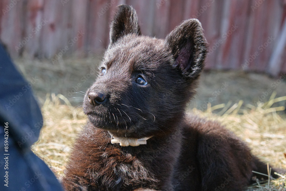 Beautiful German Shepherd puppies playing in their enclosure on a sunny spring day on a farm in Skaraborg Sweden Beautiful German Shepherd puppies playing in their enclosure on a sunny spring day on a farm in Skaraborg Sweden