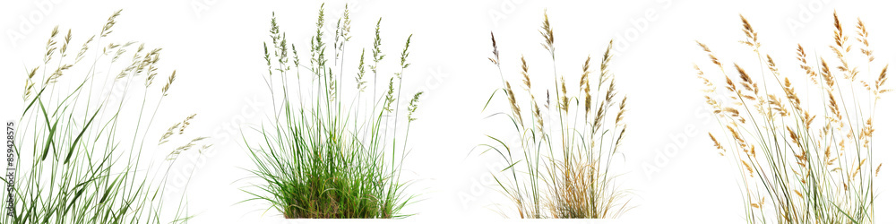 Collection of Nature tall meadows grass isolated on transparent or white background Collection of Nature tall meadows grass isolated on transparent or white background