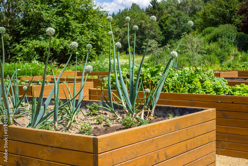 Vegetable garden with raised beds in the backyard with cabbage and peppers 