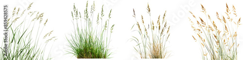 Collection of Nature tall meadows grass isolated on transparent or white background
