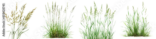 Collection of Nature tall meadows grass isolated on transparent or white background © Luckygraphics