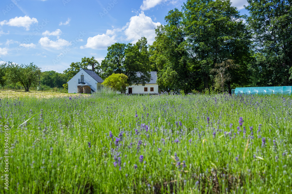 View of the lavender field and farmhouse in the background in focus View of the lavender field and farmhouse in the background in focus