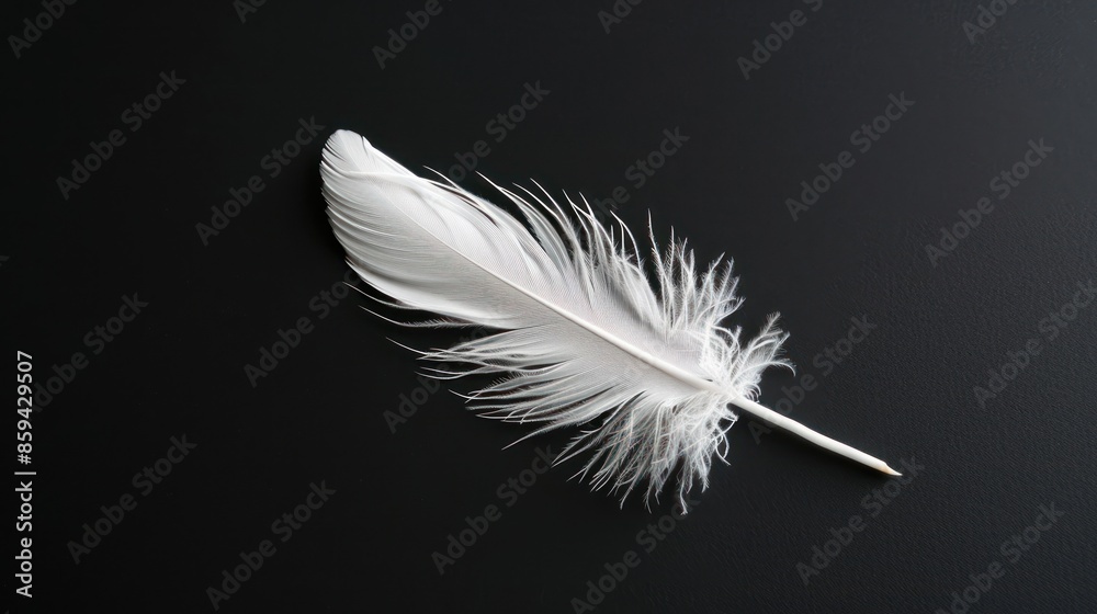Obraz premium White feather on black background