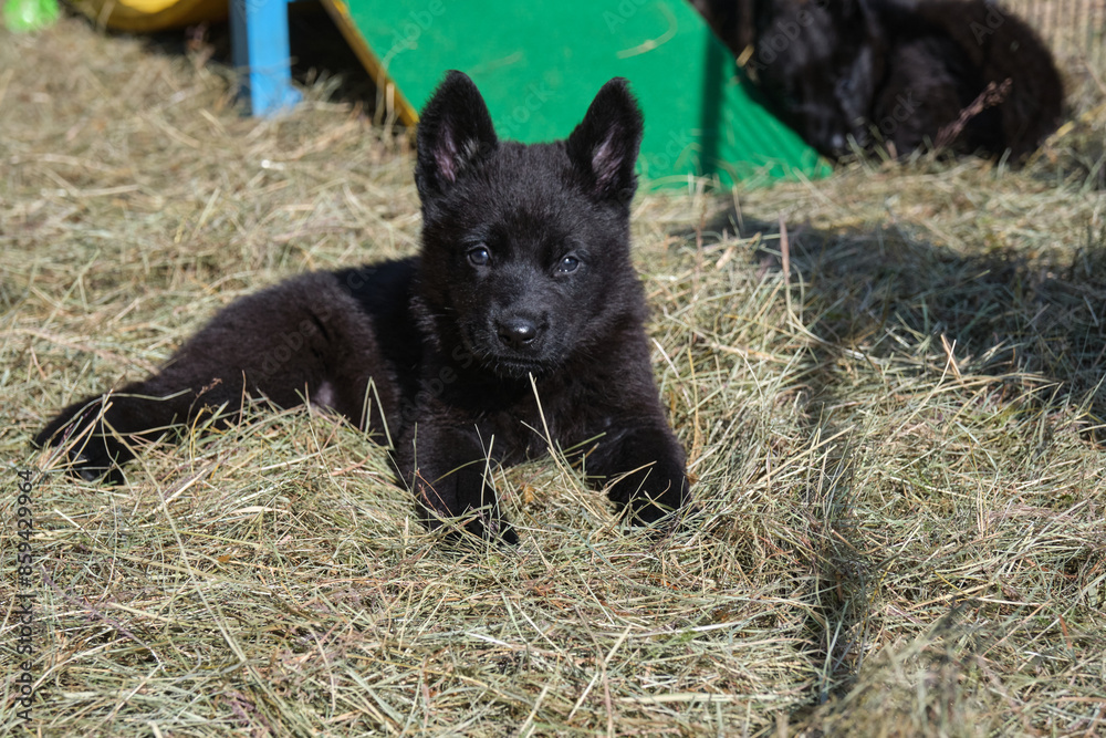 Beautiful German Shepherd puppies playing in their enclosure on a sunny spring day on a farm in Skaraborg Sweden Beautiful German Shepherd puppies playing in their enclosure on a sunny spring day on a farm in Skaraborg Sweden