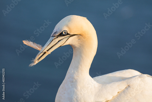 Beautiful white northern gannet holding a feather in its beak at sunset