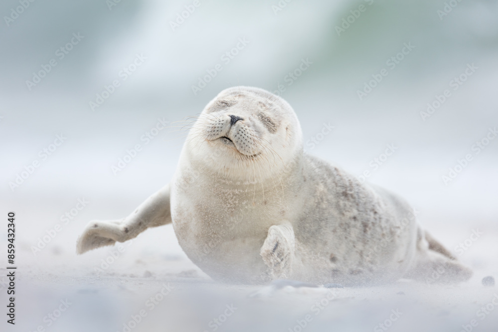 Cute seal pup enjoying the sea breeze with closed eyes in white sand on Dune island in northern Germany Cute seal pup enjoying the sea breeze with closed eyes in white sand on Dune island in northern Germany