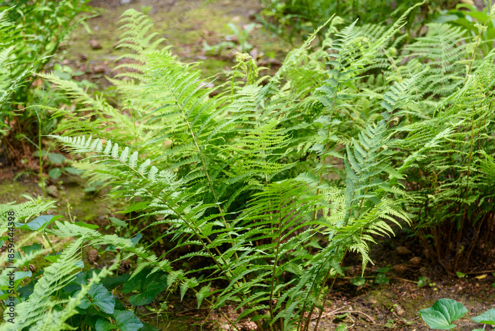 Close-up of a bush of green fern in a shady part of the park. Close-up of a bush of green fern in a shady part of the park.