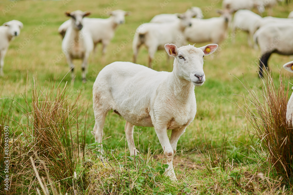 Sheep, flock and farm on grass, face and together on field in countryside for health, growth or sustainability. Animal, livestock and walk for eco friendly agriculture in nature for meat production Sheep, flock and farm on grass, face and together on field in countryside for health, growth or sustainability. Animal, livestock and walk for eco friendly agriculture in nature for meat production
