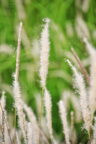 close up of grass