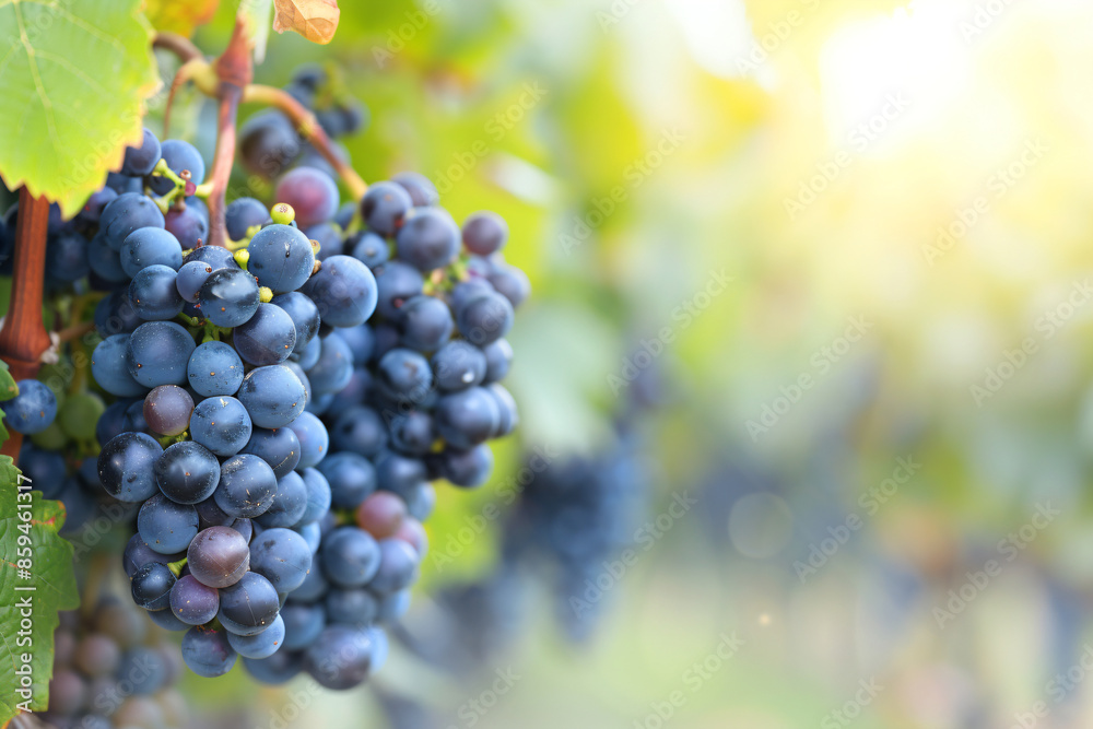 Bunches of dark ripe grapes. Banner with space for text for advertising and promotion materials. Concept of agriculture and winemaking. Bunches of dark ripe grapes. Banner with space for text for advertising and promotion materials. Concept of agriculture and winemaking.