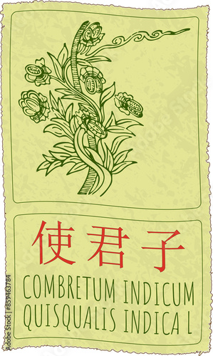 Drawing COMBRETUM INDICUM in Chinese. Hand drawn illustration. The Latin name is QUISQUALIS INDICA L. photo
