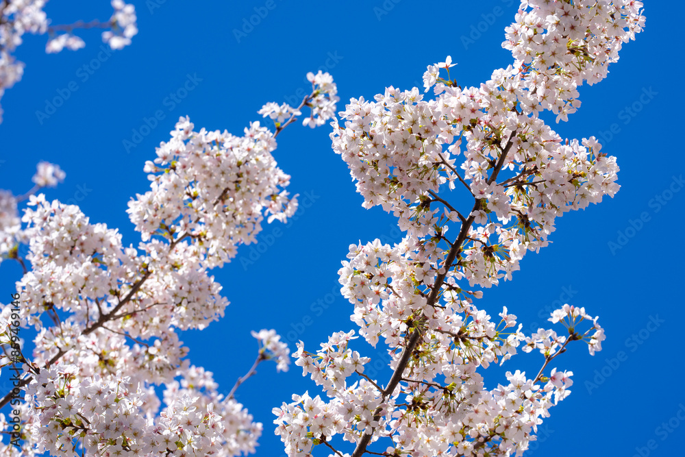 Spring background. Blossom tree branch with white flowers. Spring flowers. White flowers the fruit tree. The sakura. Cherry blossom trees in bloom. Blooming apple tree in the spring garden. Spring background. Blossom tree branch with white flowers. Spring flowers. White flowers the fruit tree. The sakura. Cherry blossom trees in bloom. Blooming apple tree in the spring garden.