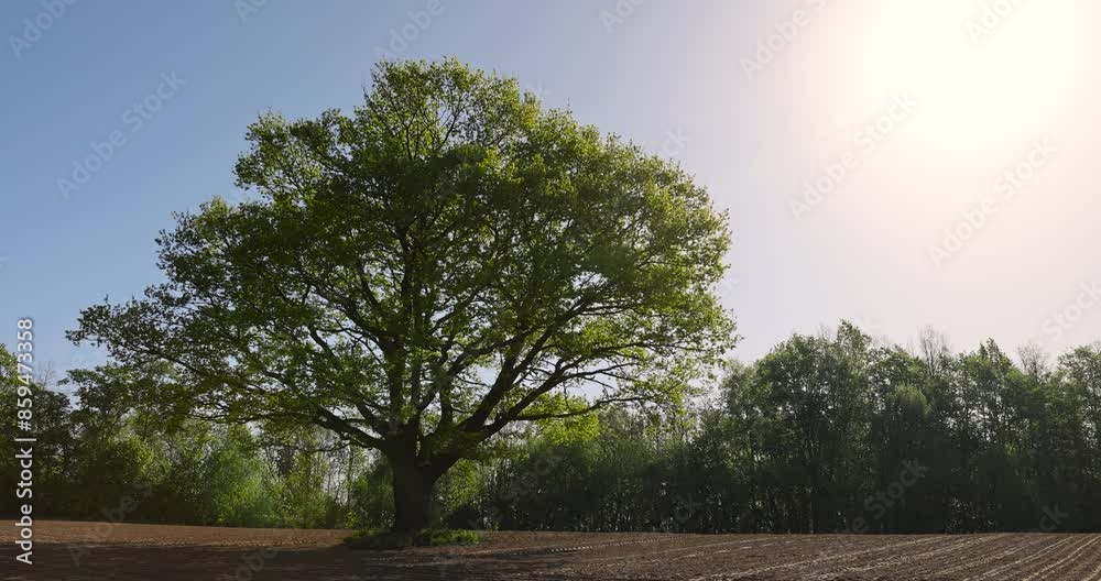 one tall oak tree in a plowed field, a single growing oak tree in an agricultural field