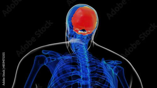 Принти на полотні Human skeleton skull occipital bone anatomy for medical concept 3D rendering