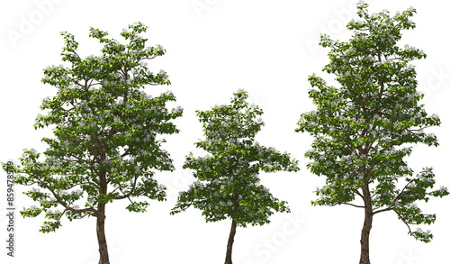 blooming northern catalpa tree hq arch viz cutout plants