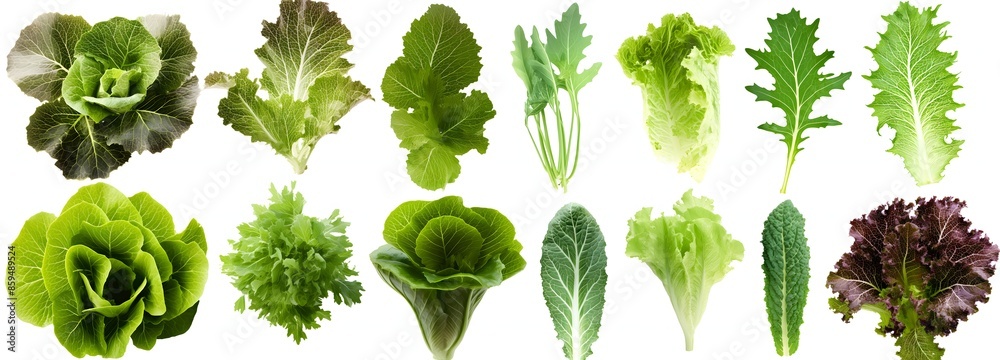 18. Various lettuce leaves 18. Various lettuce leaves