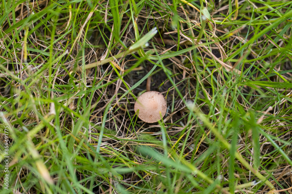 mushroom in the grass mushroom in the grass