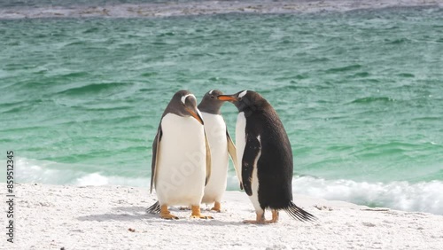 Three Gentoo Penguins on Beach One Snaps at The Other Attack Animal Behavior White Sand Turquoise Ocean Water Falkland Islands