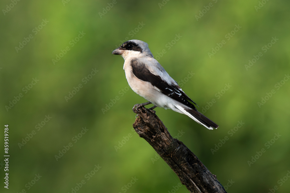 Pie grièche à poitrine rose,.Lanius minor, Lesser Grey Shrike Pie grièche à poitrine rose,.Lanius minor, Lesser Grey Shrike