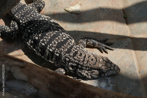 Tupinambis merianae, commonly known as the Argentine Black and White Tegu or Salvator merianae, is a large species of lizard native to South America|阿根廷黑白南美蜥 photo