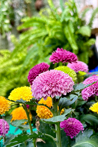 This image showcases many vibrant flowers. especially chrysanthemum which has the appearance of petals arranged in dense layers The flowers come in a variety of colors, including pink, purple, and yel