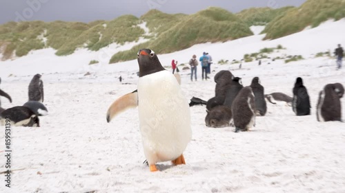 Cute Penguin Beach Tourist Destination Falkland Islands People and Penguins on Sand. Gentoo Runs Camera Handheld Follows Action