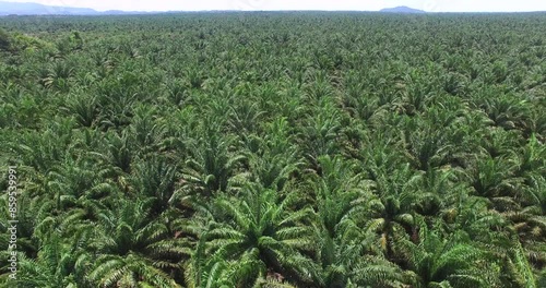 Aerial view of palm oil plantation At Sukau Sandakan Sabah, Borneo. Aerial view
 photo