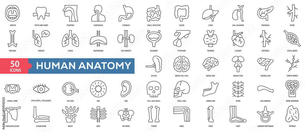 Human Anatomy Icon Collection Set. Easy To Use, Easy To Edit And Simple Line Vector Icons. Human Anatomy Icon Collection Set. Easy To Use, Easy To Edit And Simple Line Vector Icons.