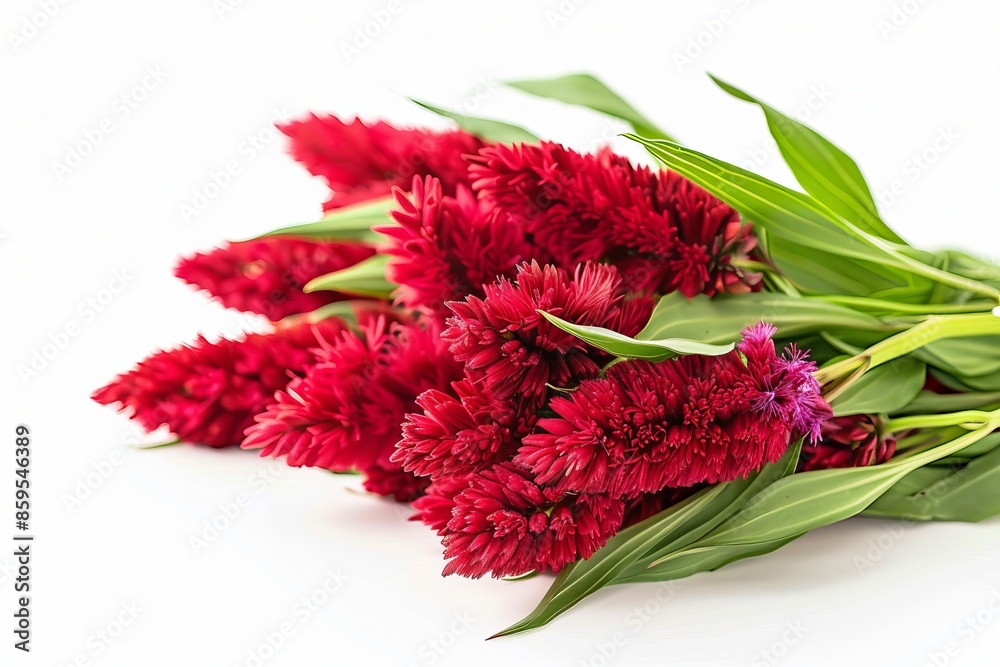 Red Celosia Isolated on White Background. Beautiful Celosia Flower Red Celosia Isolated on White Background. Beautiful Celosia Flower