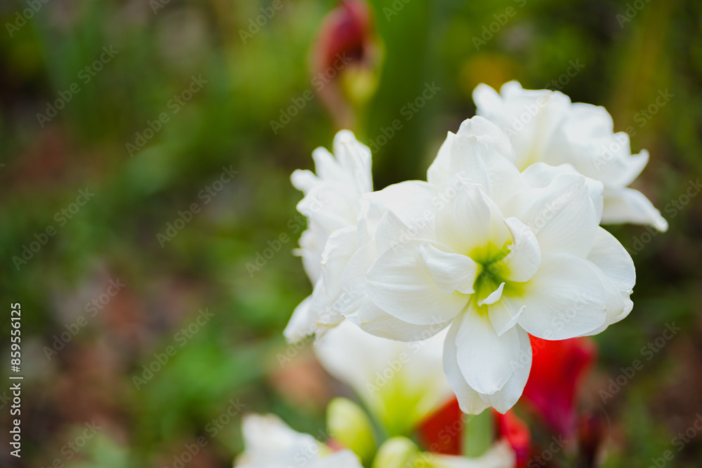Close up white Amaryllis flower blooms in garden Close up white Amaryllis flower blooms in garden