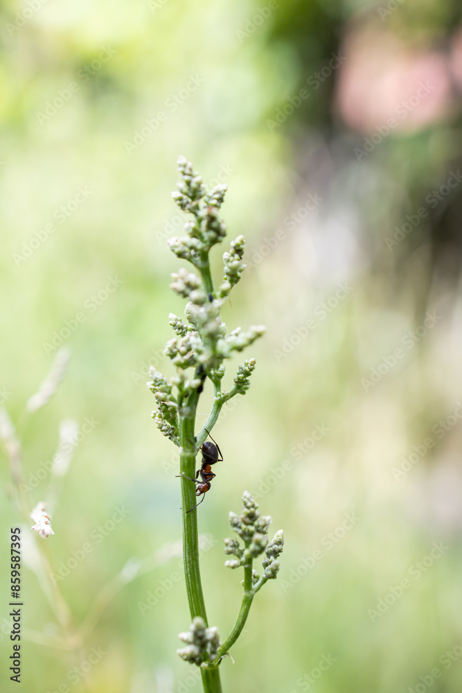 Fototapeta premium An ant crawls on a stem. Green background