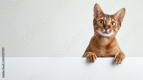 Abyssinian ginger cat perches on a blank surface photo