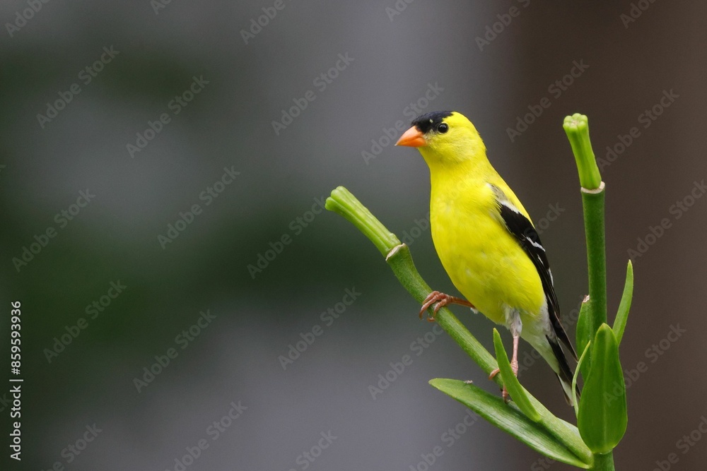 Vibrant yellow bird perched on a green stem with a blurred background Vibrant yellow bird perched on a green stem with a blurred background