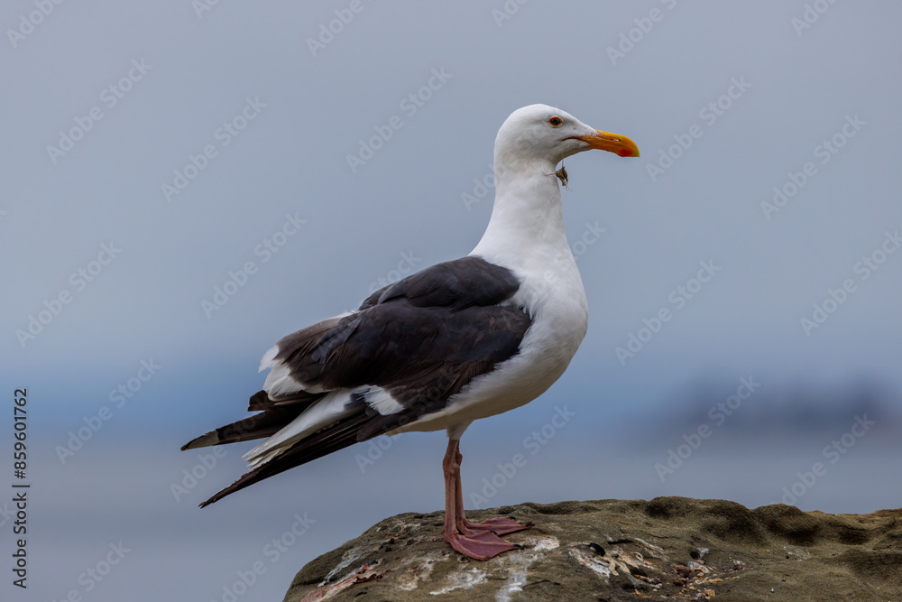 Seagull (Larinae) standing on a large boulder with fishing line coming out of his beak Seagull (Larinae) standing on a large boulder with fishing line coming out of his beak