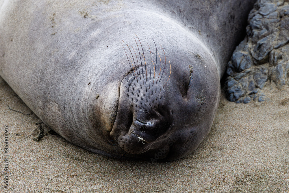 Fototapeta premium Close up of an Elephant seal at Elephant Seal Vista Point in San Simeon, San Luis Obispo County, California, USA