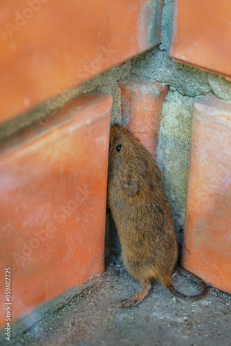 A small mouse stands on its hind legs. Place for text.