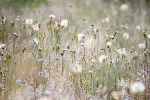 Grass in the wind. Golden herbs. Summer herbs. Dry grass. Decorative grass. Wild herbs