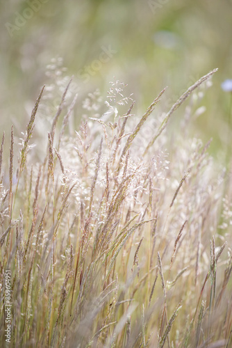 Grass in the wind. Golden herbs. Summer herbs. Dry grass. Decorative grass. Wild herbs