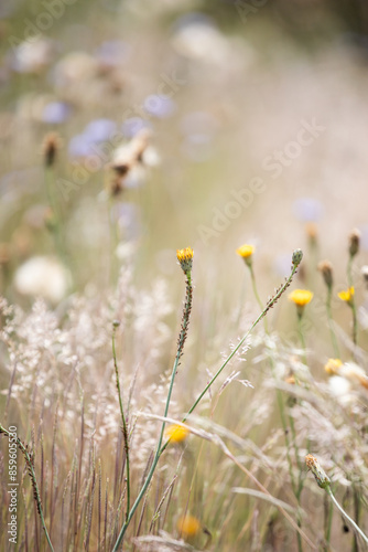 Grass in the wind. Golden herbs. Summer herbs. Dry grass. Decorative grass. Wild herbs. Field of flowers