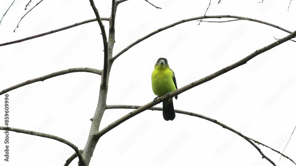 Lemon-rumped Tanager (Ramphocelus icteronotus) tropical bird perched on a branch in Mindo, Ecuador Lemon-rumped Tanager (Ramphocelus icteronotus) tropical bird perched on a branch in Mindo, Ecuador