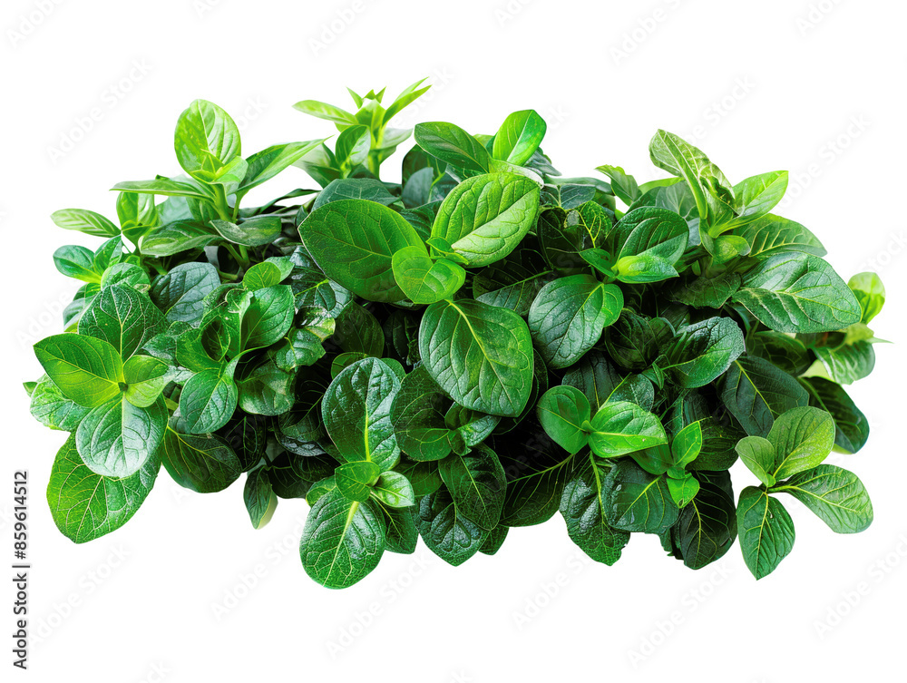 Lush green foliage with vibrant leaves, perfect for adding natural elements to designs. Lush green foliage with vibrant leaves, perfect for adding natural elements to designs.