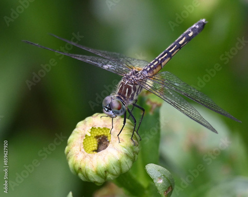 Картината върху платно Dragonfly (Anisoptera) rests on a flower bud of a Daisy plant in a Michigan gard
