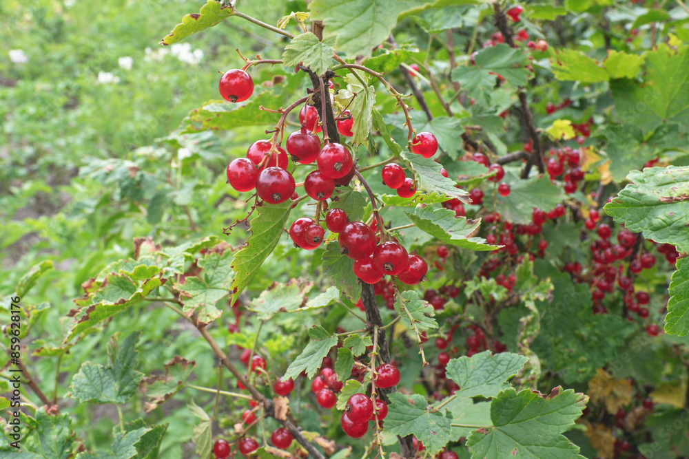 red currant on the branch red currant on the branch
