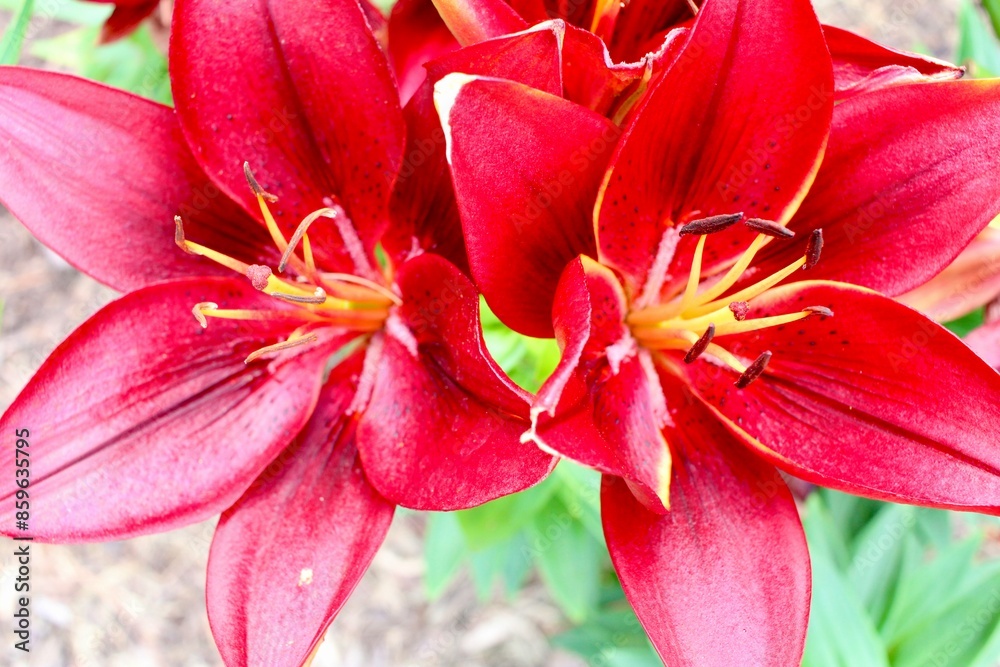 Close up of two red lily blooms Close up of two red lily blooms