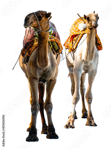 Two camels isolated on background